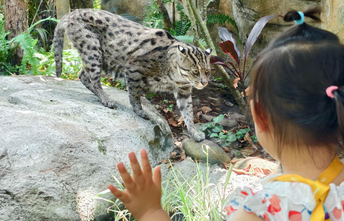 Why Do Cats Bury Their Poop — But Tigers Don’t?