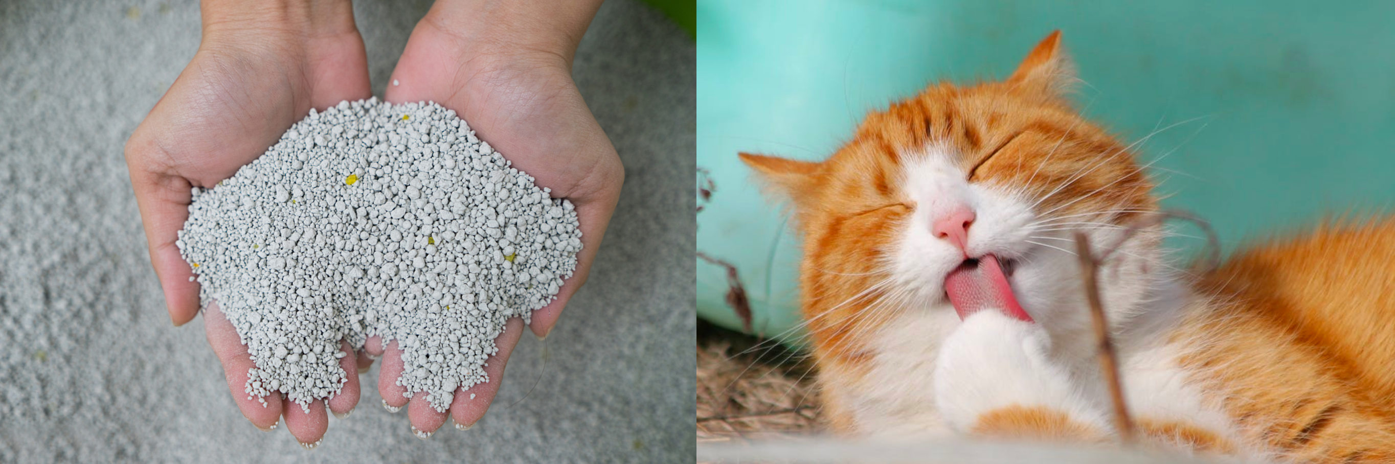 Three Types of Cat Litter Many Cats Simply Don’t Like