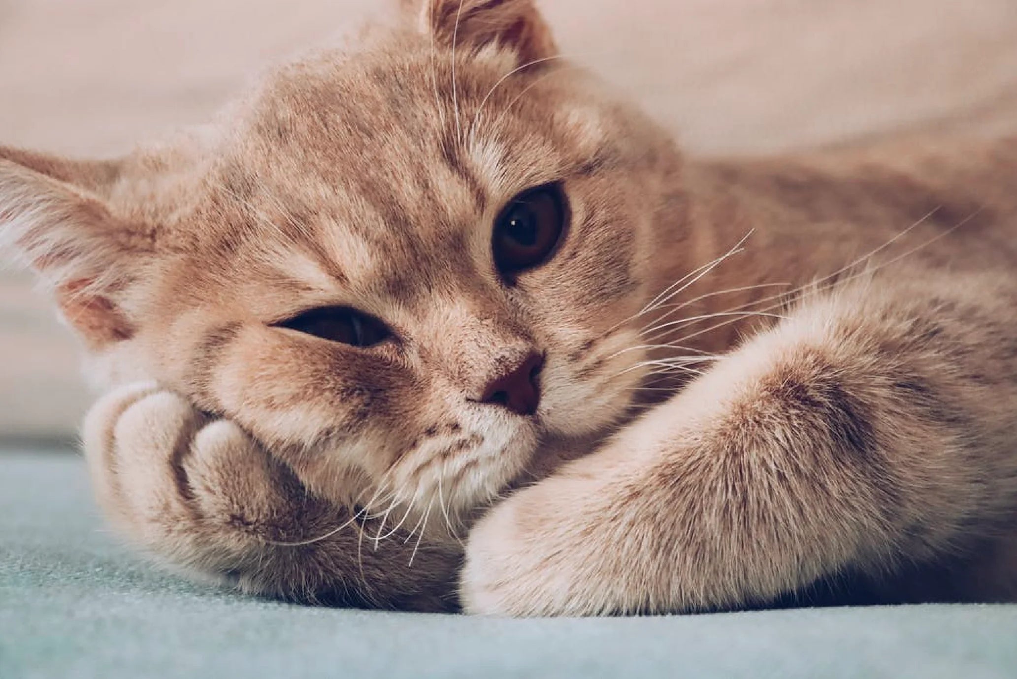 Eight Reasons Why Cats Are Dissatisfied With Cat Litter / Litter Box