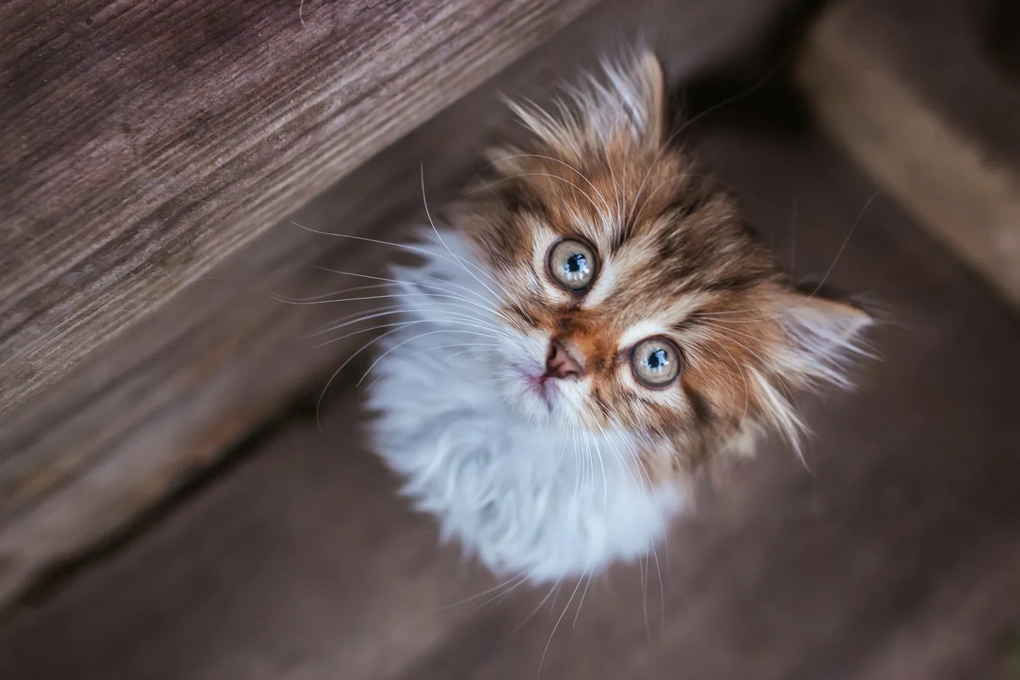 Things to Know If Your Cat Is Lost  (And How to Prevent It Happening Again)