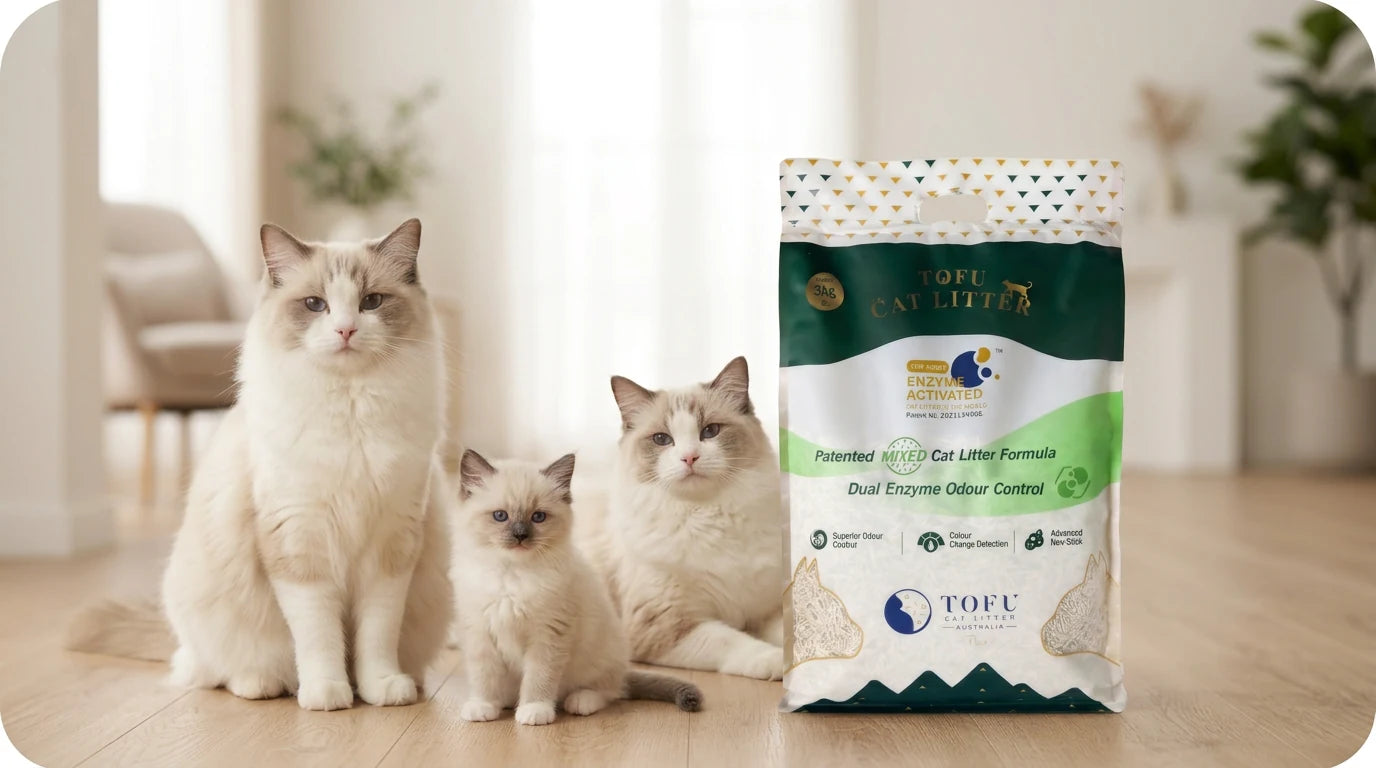 Three cats beside Tofu Cat Litter Australia Plus at home